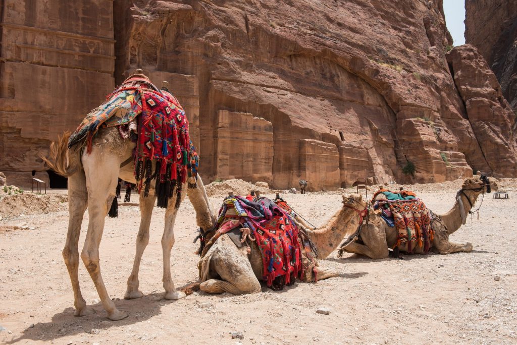 Camels resting in the desert. Petra, Jordan